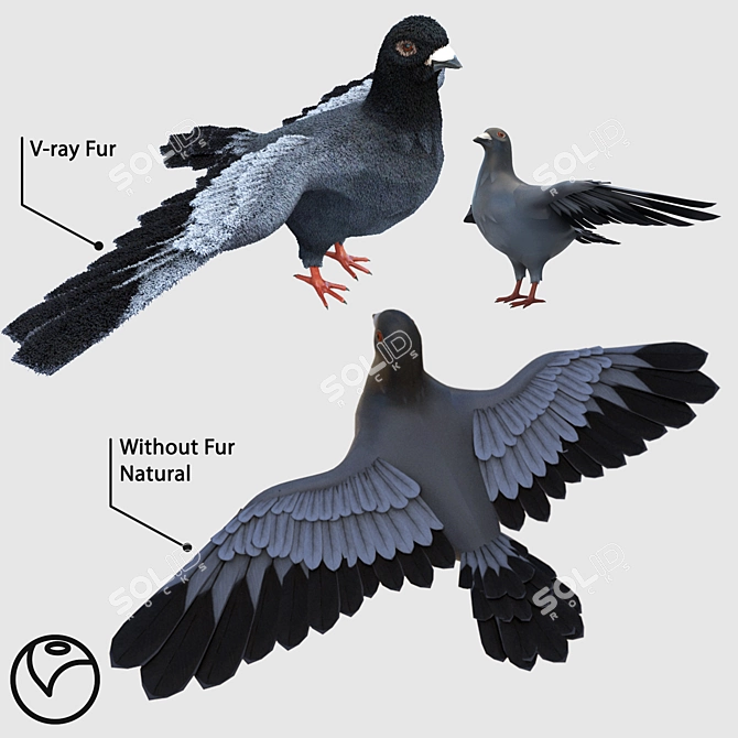 Vray Fur Pigeon: Realistic and Detailed 3D model image 1
