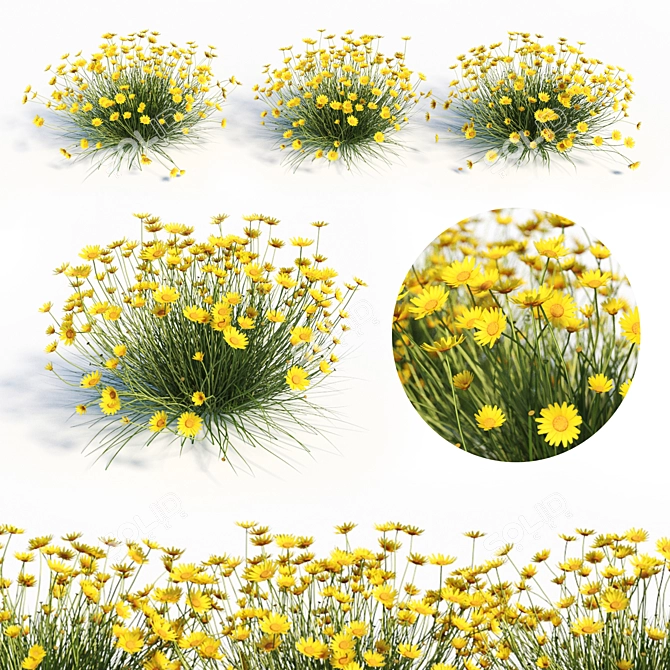 Angelita Daisy: Vibrant Yellow Landscaping Shrub 3D model image 1