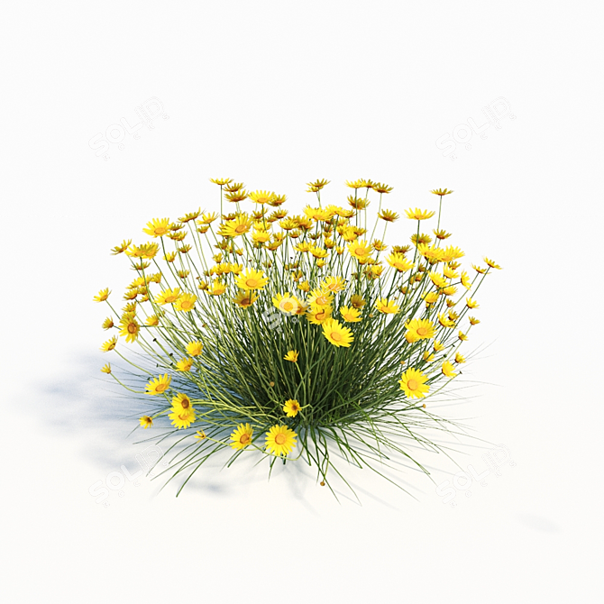 Angelita Daisy: Vibrant Yellow Landscaping Shrub 3D model image 2