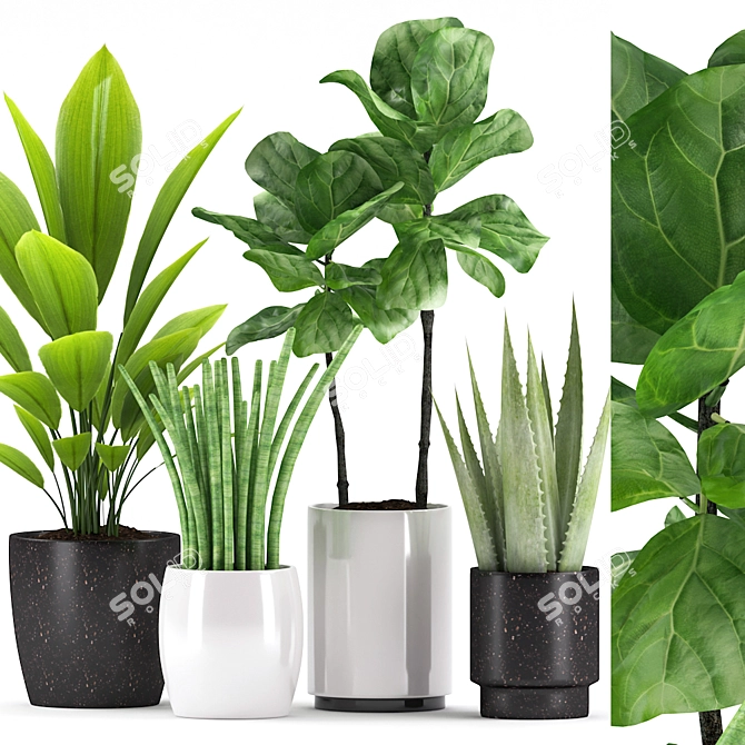 Botanical Bliss: Aspidistra, Sansevieria, Ficus, Aloe Vera 3D model image 1