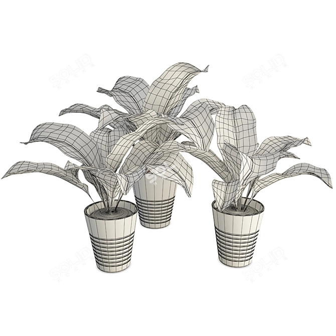 Tropical Diffebachia Plants: 3D Models 3D model image 2