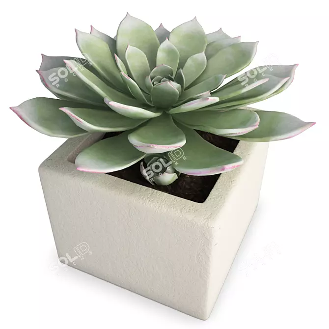 Indoor Aeonium Plant: Perennial Beauty 3D model image 1