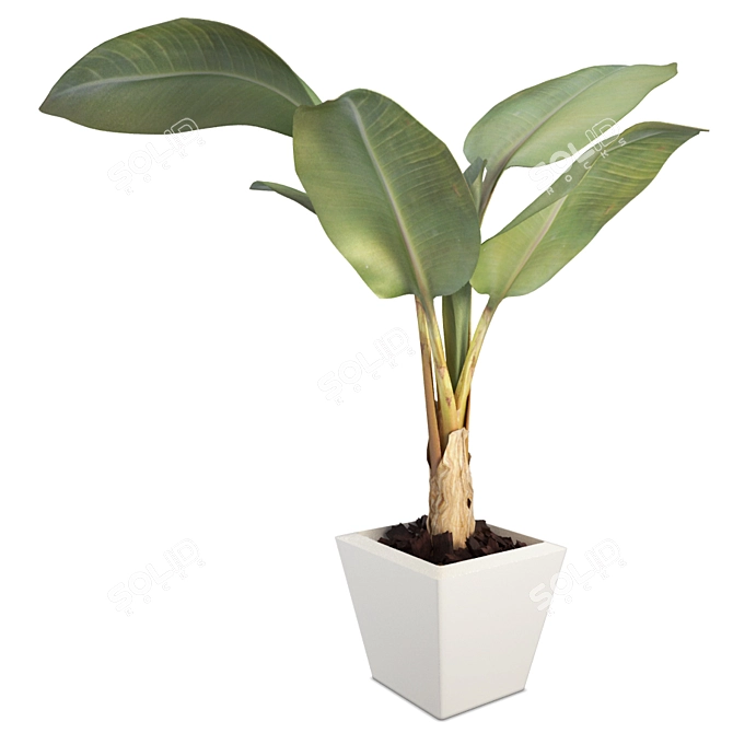 Exotic Tropical Banana Tree 3D model image 1
