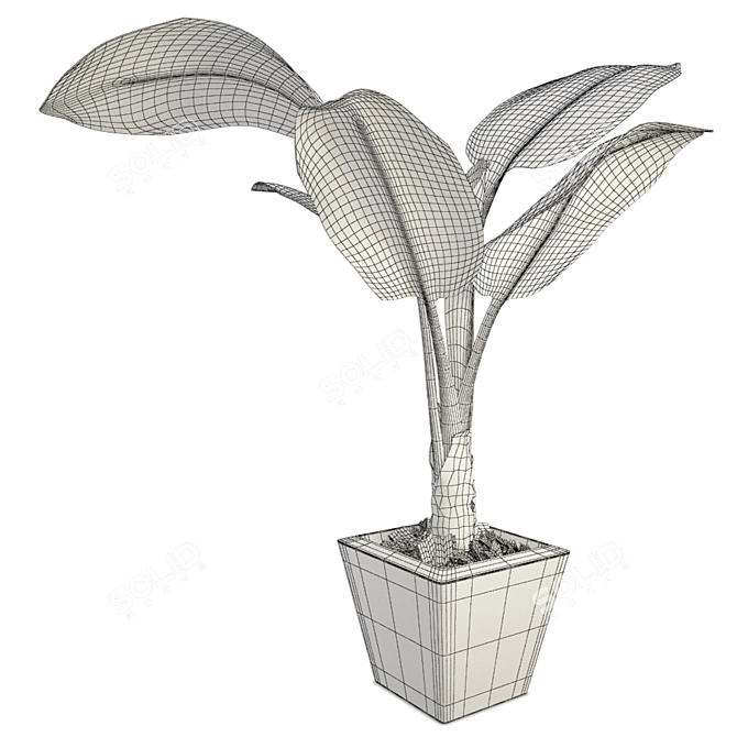 Exotic Tropical Banana Tree 3D model image 2