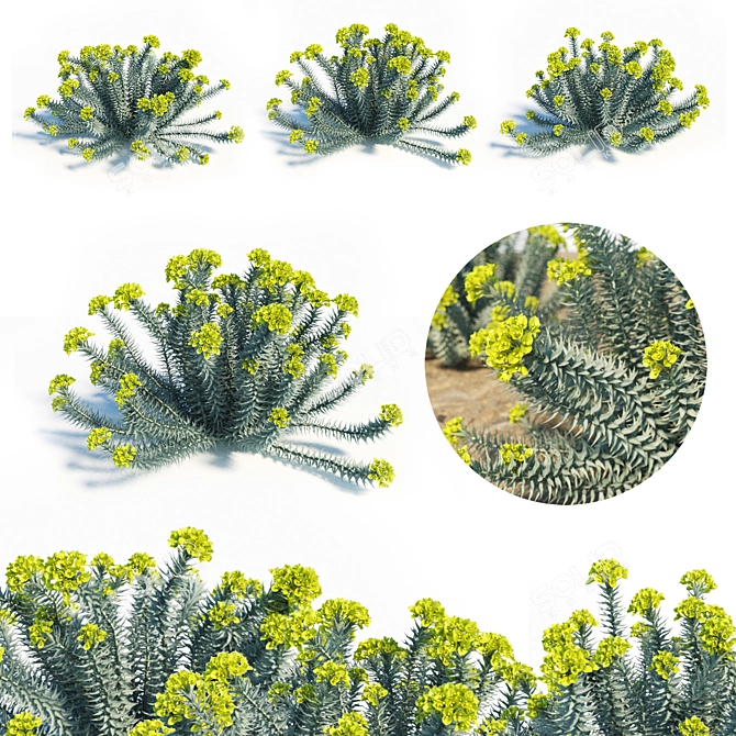 Blooming Euphorbia Rigida: Gopher Plant Trio 3D model image 1