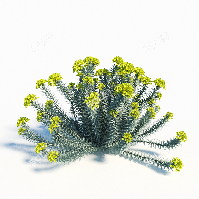 Blooming Euphorbia Rigida: Gopher Plant Trio 3D model image 3