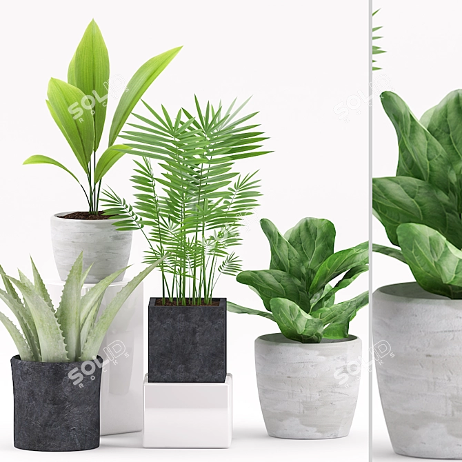 Green Oasis: Aspidistra, Ficus, Palm & Aloe Plants 3D model image 1