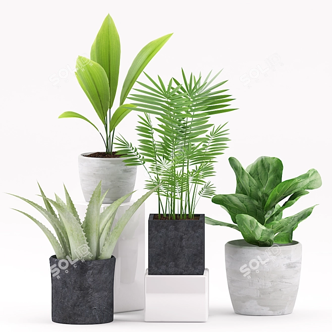 Green Oasis: Aspidistra, Ficus, Palm & Aloe Plants 3D model image 2