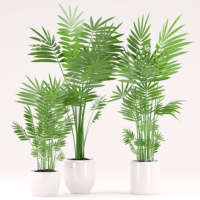 Tropical Palm Plant Set 3D model image 2