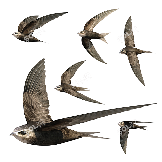 Swift in Flight - Exquisite Avian Replica 3D model image 1