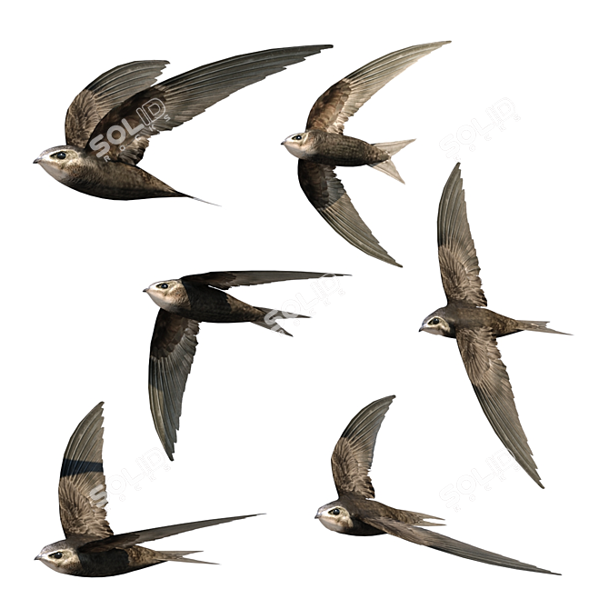 Swift in Flight - Exquisite Avian Replica 3D model image 2