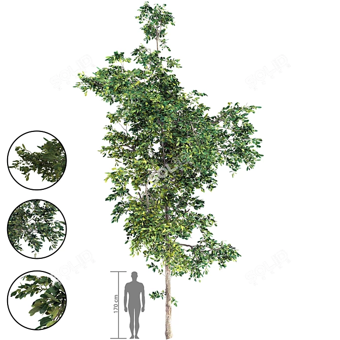 7m Young Sapling Tree 3D model image 1