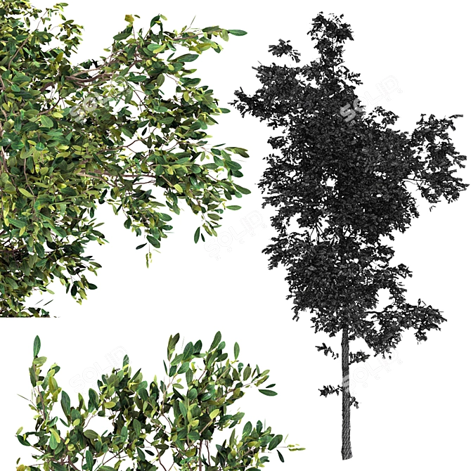 7m Young Sapling Tree 3D model image 3