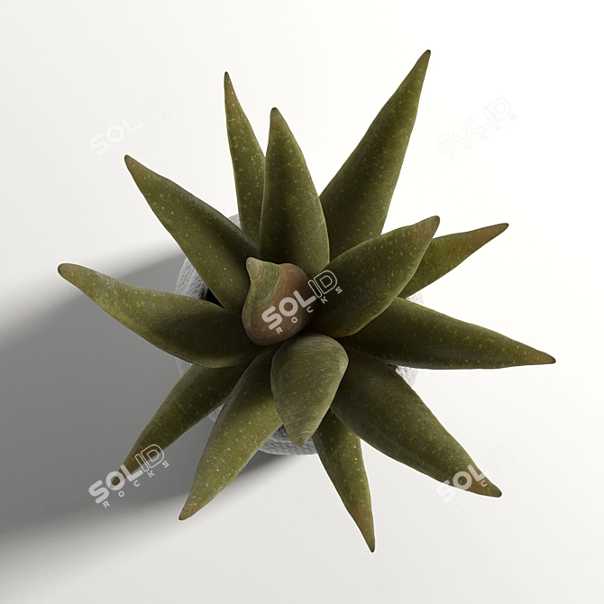 Realistic Faux Aloe Plant in Pot 3D model image 2