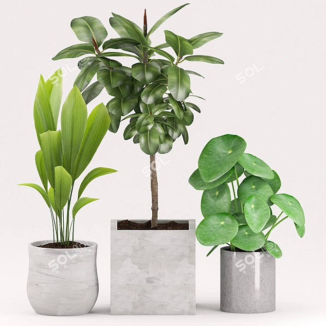 Green Oasis Collection: Aspidistra, Peperonia, Rubber Plant 3D model image 2