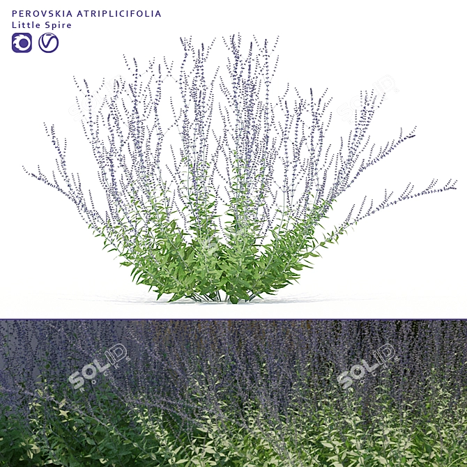 Title: Perovska Swan-Leaved Little Spire | Perovskia Atriplicifolia 3D model image 1