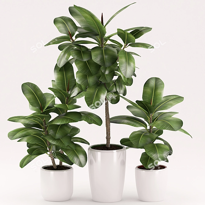 Rubber Plant Set with Ceramic Pot 3D model image 2