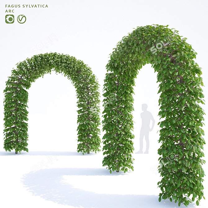 European Beech Arch | Fagus Sylvatica Arch 3D model image 1