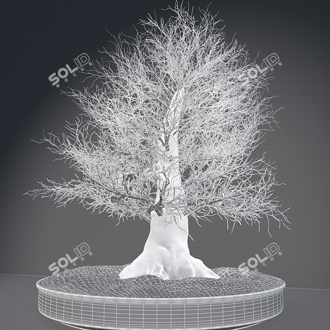 Eternal Winter Bonsai 3D model image 3