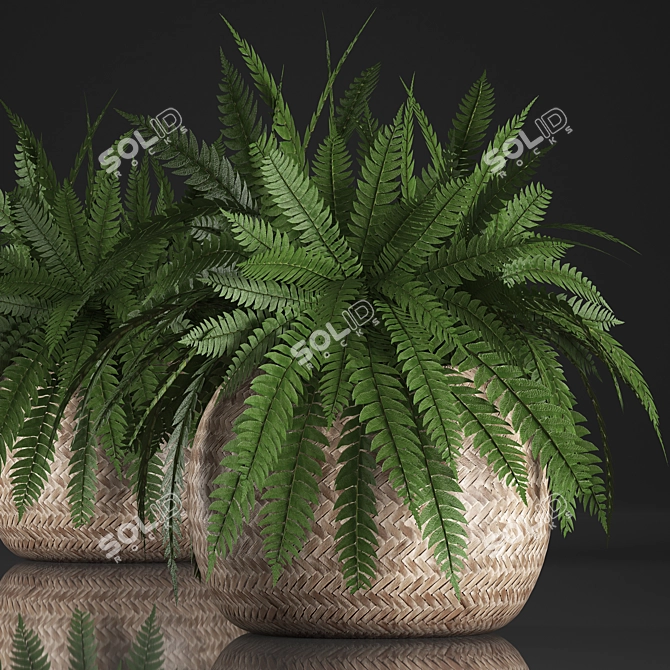 Exotic Indoor Fern in Rattan Basket 3D model image 1