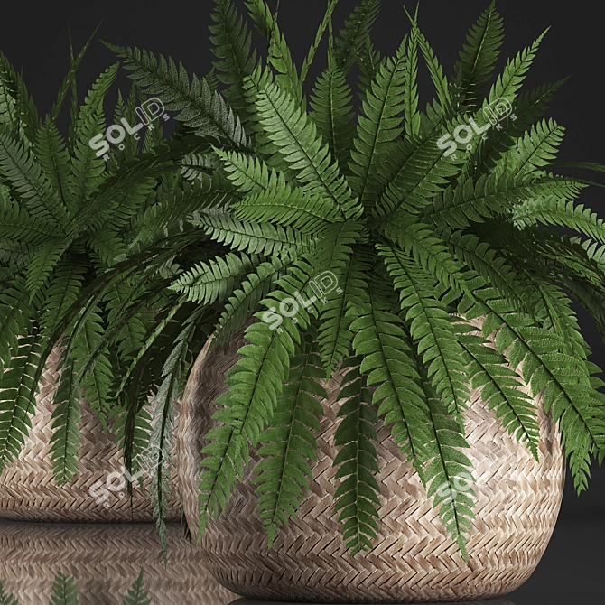 Exotic Indoor Fern in Rattan Basket 3D model image 2