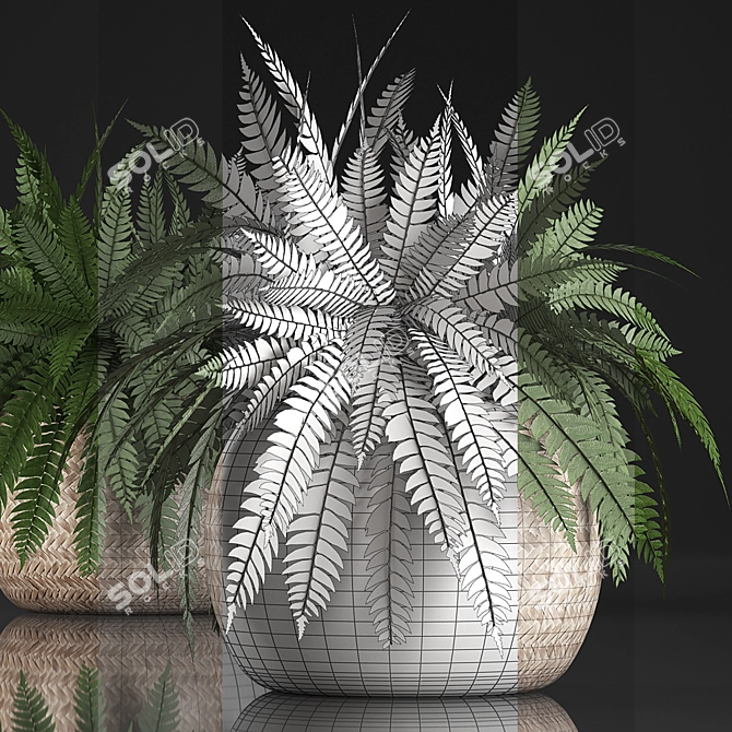 Exotic Indoor Fern in Rattan Basket 3D model image 3