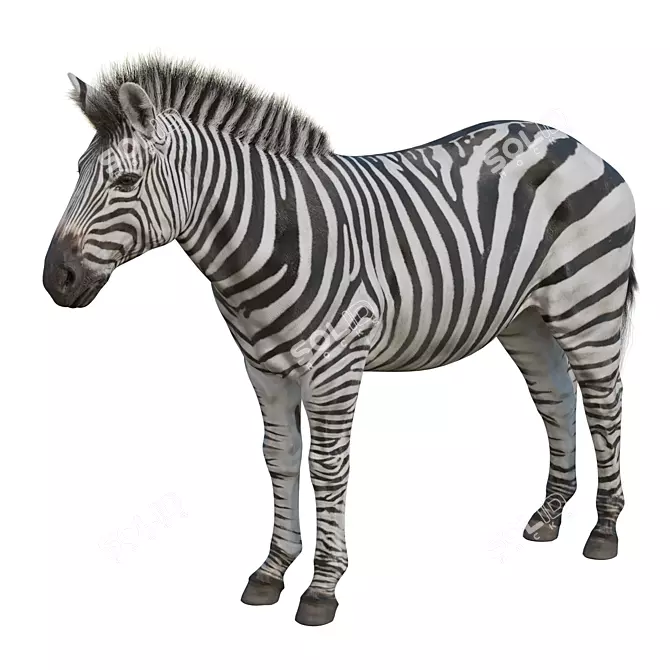 Zebra Model Kit: High-Quality 3D Sculpt with Textures & OBJ 3D model image 1