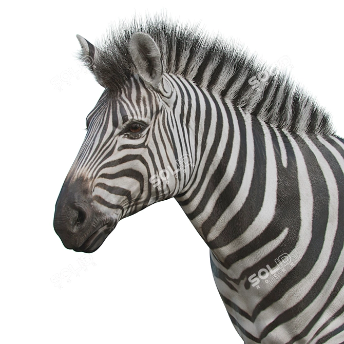 Zebra Model Kit: High-Quality 3D Sculpt with Textures & OBJ 3D model image 2