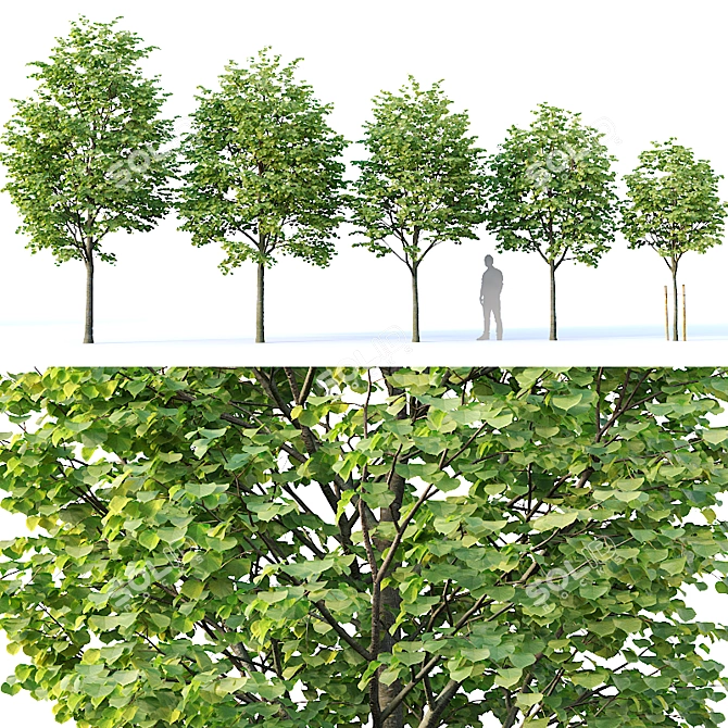 Title: Tilia europaea Set of 5 Trees 3D model image 1