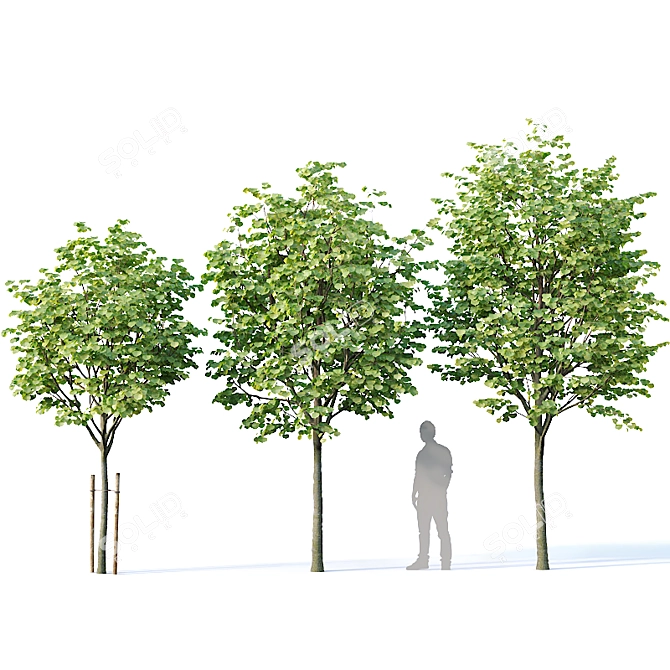 Title: Tilia europaea Set of 5 Trees 3D model image 2