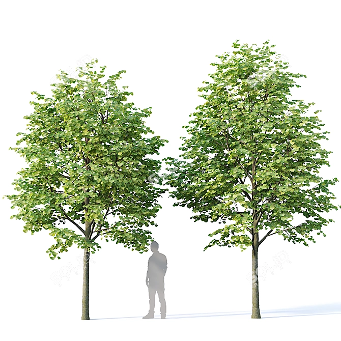 Title: Tilia europaea Set of 5 Trees 3D model image 3