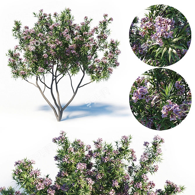 Pink Dawn Tree: Chitalpa Tashkentensis 3D model image 1