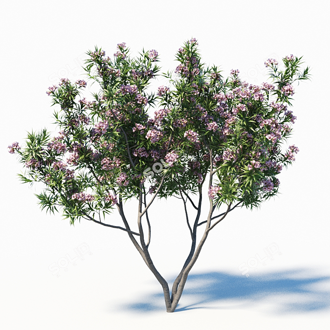 Pink Dawn Tree: Chitalpa Tashkentensis 3D model image 2