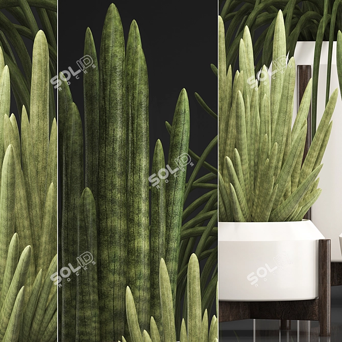 Exotic Houseplant Collection - Sansevieria 3D model image 2