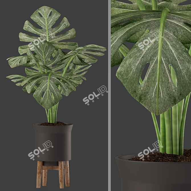 Monstera Plants in Black Pot 3D model image 1