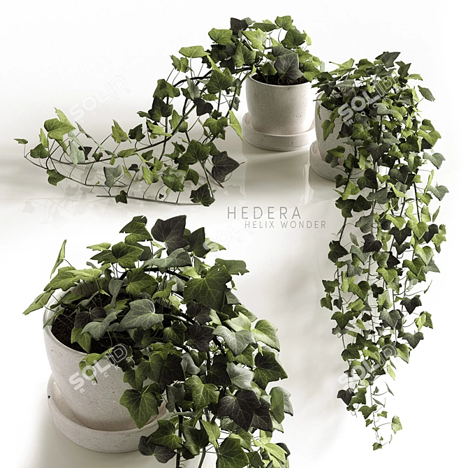 Ivy Wonder: Elegant Hedera Helix Hanging Plants 3D model image 1