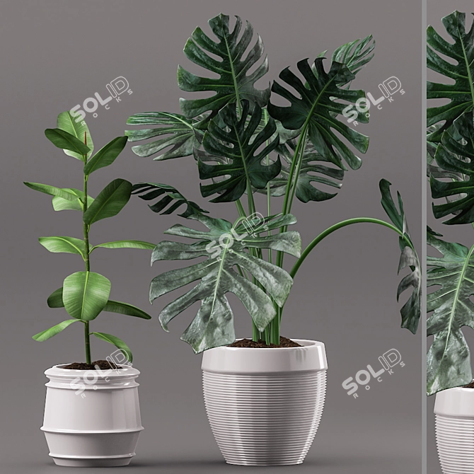 Greenery Duo: Rubber & Monstera 3D model image 1