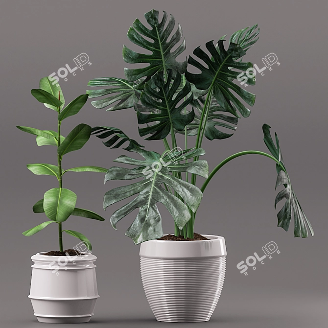 Greenery Duo: Rubber & Monstera 3D model image 2