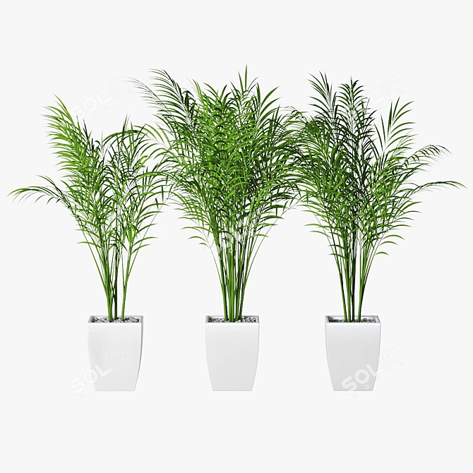 Trio of Potted Palms 3D model image 1