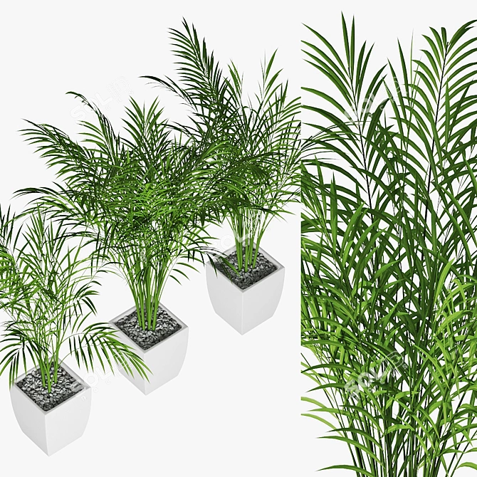 Trio of Potted Palms 3D model image 2