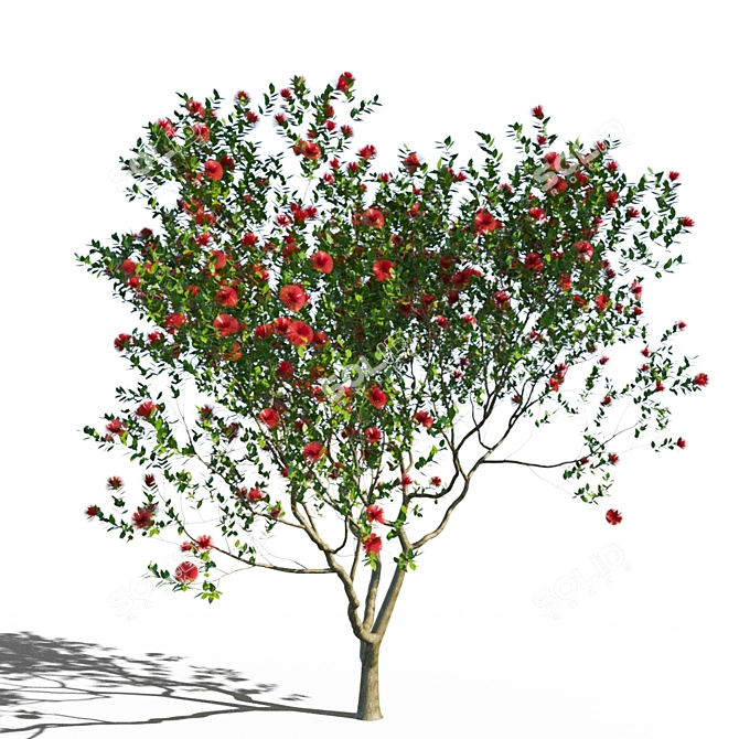 Coastal Evergreen: Pohutukawa Blossom 3D model image 1