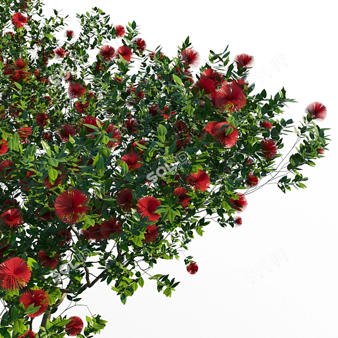 Coastal Evergreen: Pohutukawa Blossom 3D model image 2