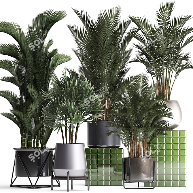 Exotic Palm Collection: Beautiful Houseplants for Interior Decoration 3D model image 1