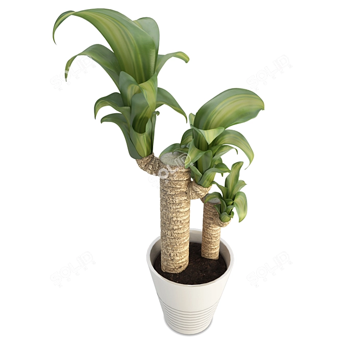 Tropical Retreat Dracanea Tree 3D model image 1