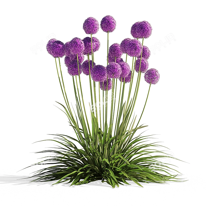 Allium Millennium: 2.4M Poly 3D Model Kit 3D model image 1