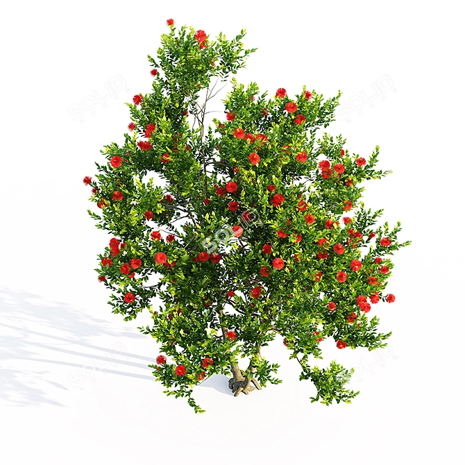 Pohutukawa 3: Brilliant Coastal Beauty 3D model image 2