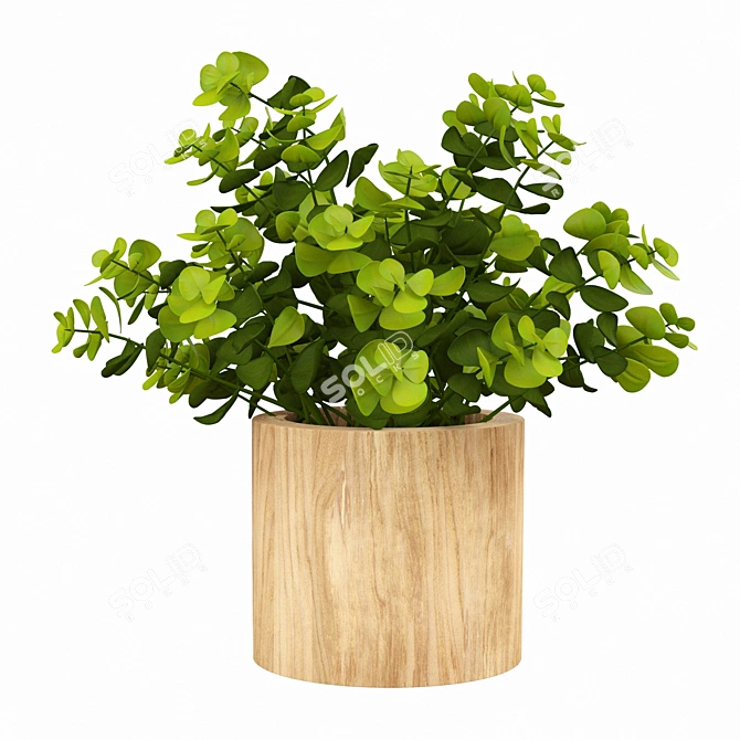 Eucalyptus Bonsai: Faux Naturalist Elegance 3D model image 2