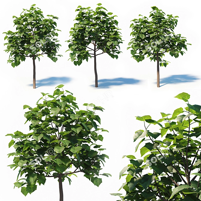 Paulownia Elongata (4m) - 3 Tree Set 3D model image 1