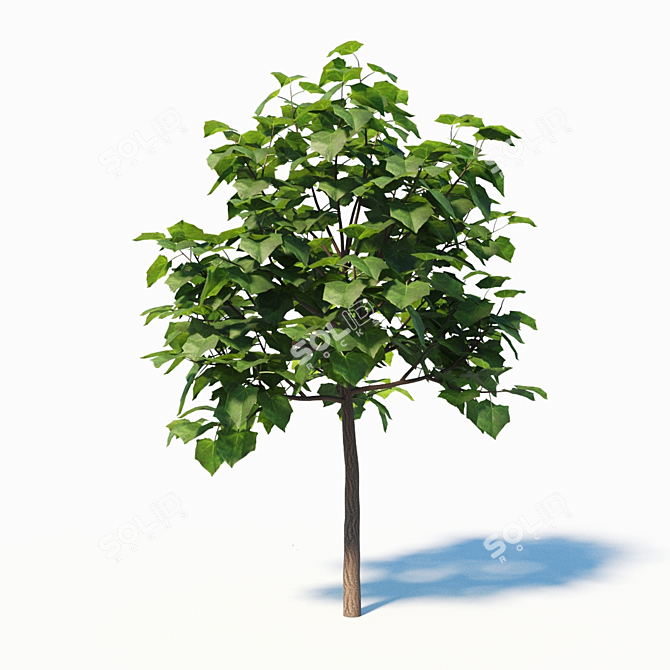 Paulownia Elongata (4m) - 3 Tree Set 3D model image 2