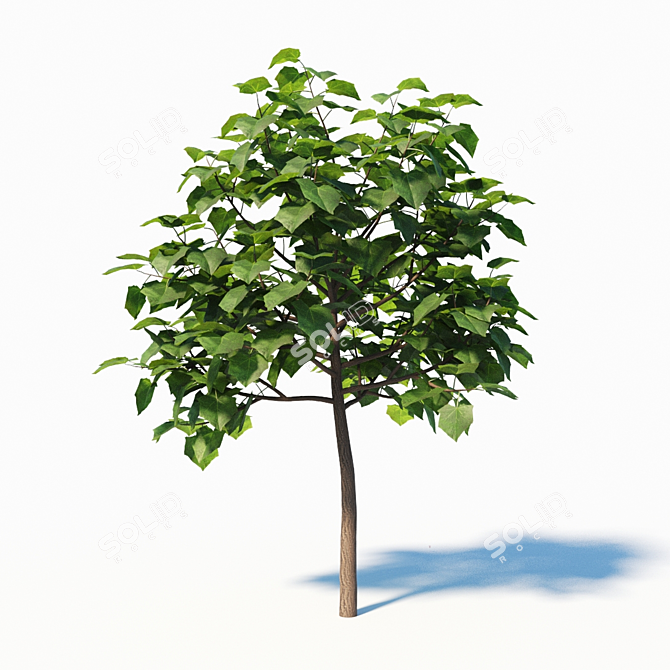 Paulownia Elongata (4m) - 3 Tree Set 3D model image 3